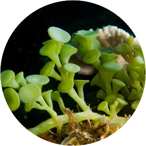 Caulerpa racemosa