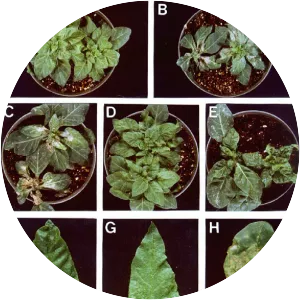 Cauliflower mosaic virus