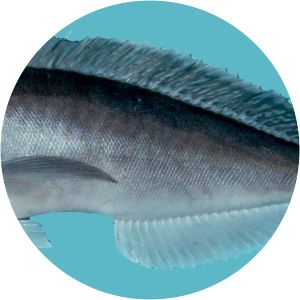 Caulolatilus microps - 