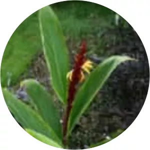Cautleya spicata