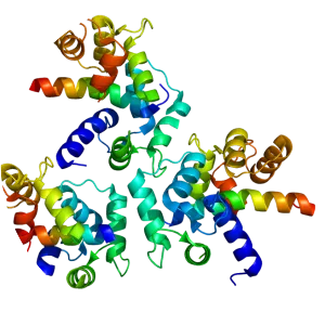 Cav1. 2 - Protein