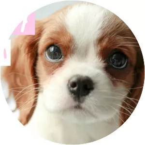 Cavalier King Charles Spaniel