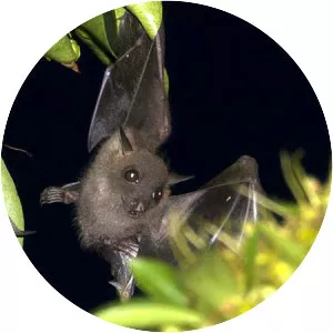 Cave nectar bat - Animal