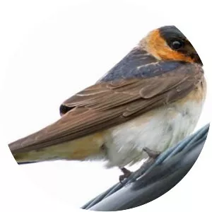 Cave swallow