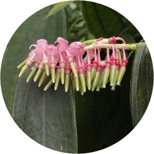 Cavendishia grandifolia - 