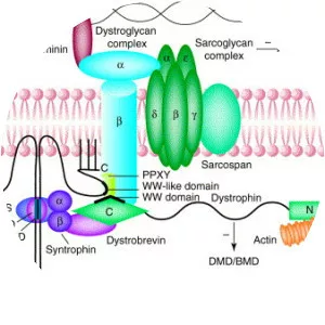 Caveolin 3 - Protein
