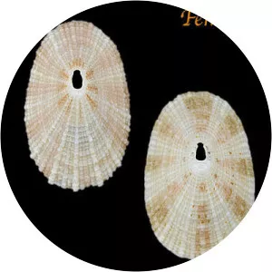 Cayenne keyhole limpet