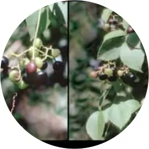 Cayratia trifolia - Plants