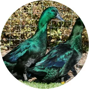 Cayuga duck - Domestic duck breed
