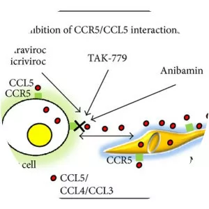 CCL5 - Protein