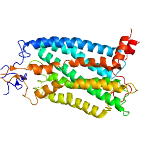 CCR2 - Protein