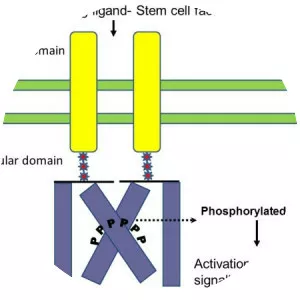 CD117 - Protein