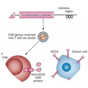 CD19 molecule - Protein