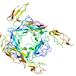 CD46 - Protein