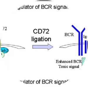 CD72 - Protein