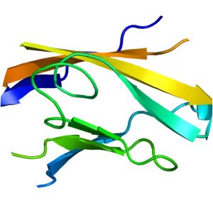 CDH2 - Protein
