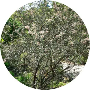 Ceanothus crassifolius - Plants