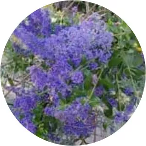 Ceanothus cyaneus - Plants