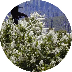 Ceanothus integerrimus