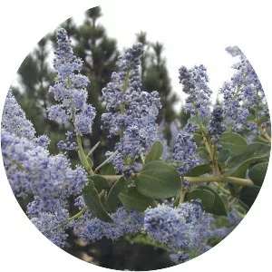 Ceanothus leucodermis - Plants