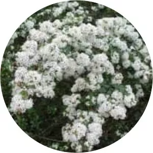 Ceanothus megacarpus