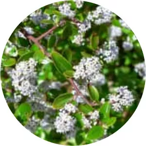 Ceanothus oliganthus - Plants