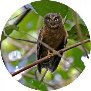 Cebu hawk-owl