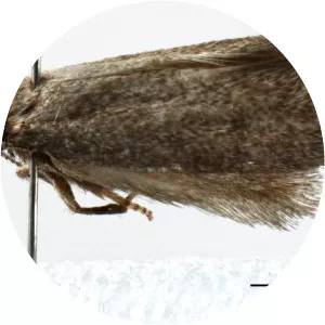 Cecidosidae
