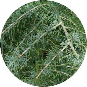Cedar - Plants