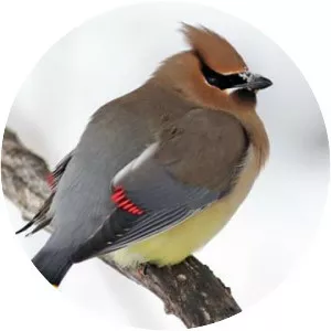 Cedar waxwing