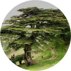 Cedars of God