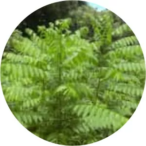 Cedrela odorata - Plants