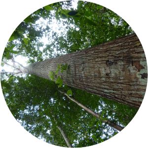 Cedrelinga cateniformis - 