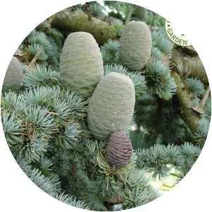 Cedrus atlantica