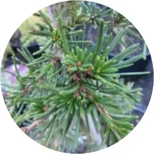 Cedrus brevifolia