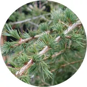 Cedrus libani