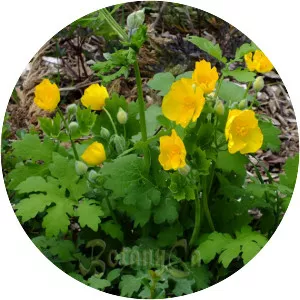 Celandine poppy