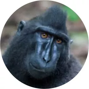 Celebes crested macaque