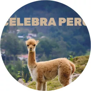 Celebra PerúSince 2017