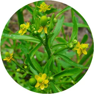 Celery-leaved buttercup