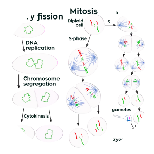 Cell division