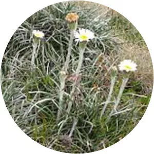 Celmisia pugioniformis