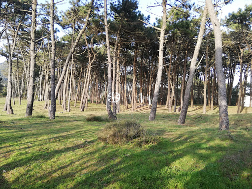 Celtic pine forest