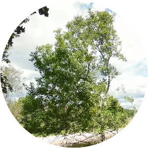 Celtis tenuifolia - Plants