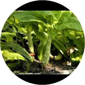 Celtuce - Plants