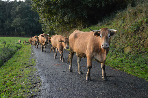 Cementerio de Arca - Cemetery in Spain
