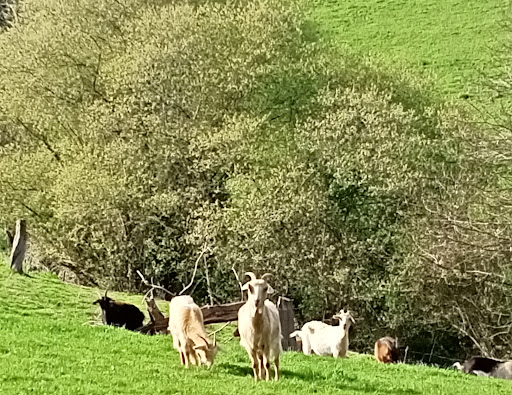 Cemetery Latores - Memorial park in Spain