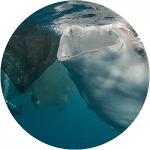 Cenderawasih Bay - Bay in Indonesia