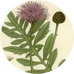 Centaurea scabiosa - Plants