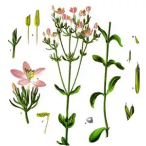 Centaurium - Plants